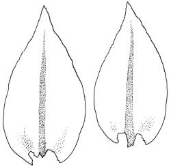 Pseudoleskea imbricata, branch leaves. Drawn from B.H. Macmillan 80/40, CHR 267654.
 Image: R.C. Wagstaff © Landcare Research 2018 